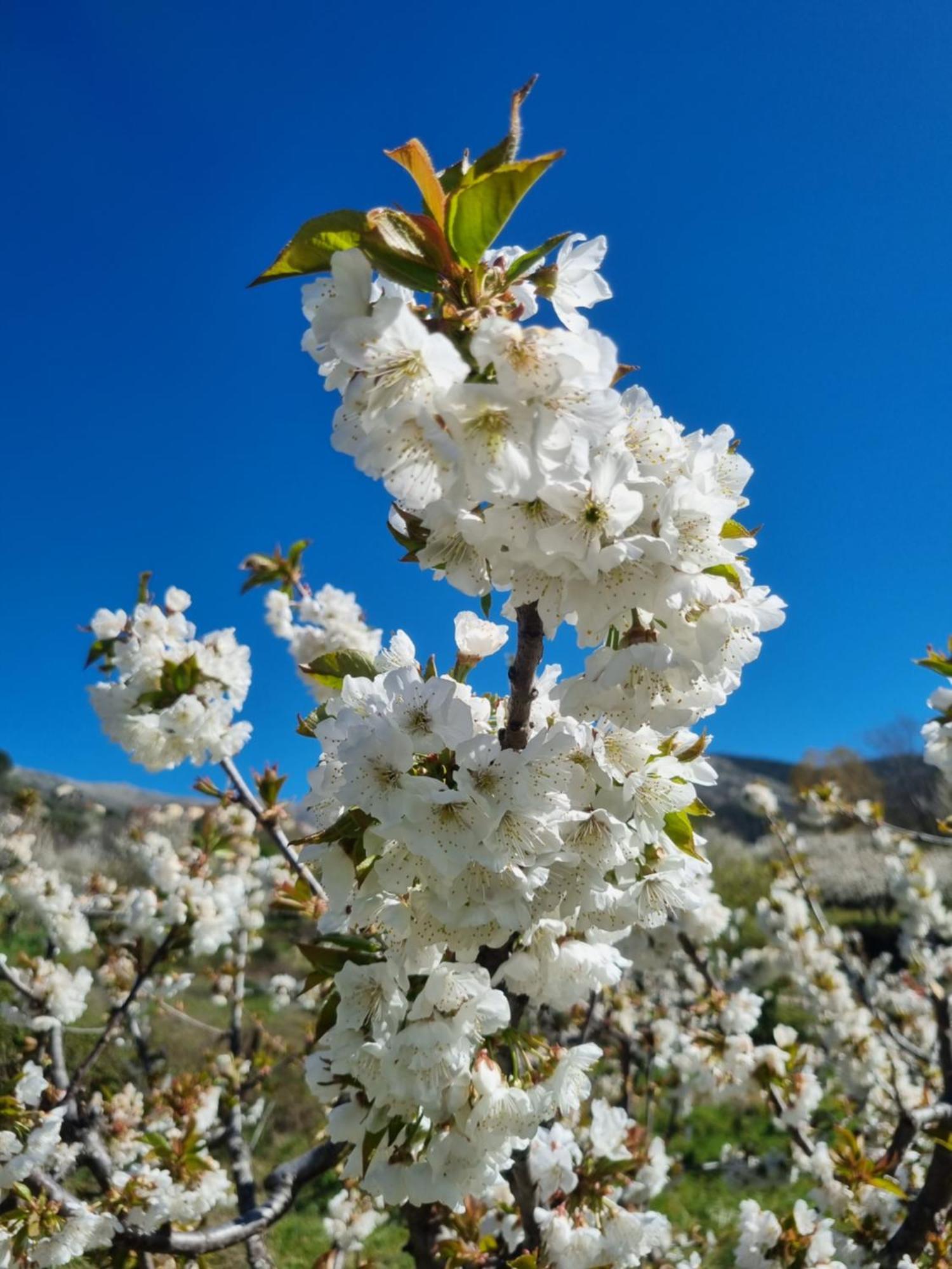 Albareilla By #Cherrygredos El Arenal  Eksteriør bilde
